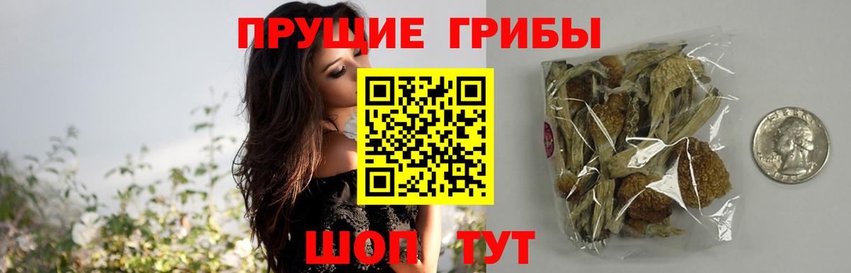 Псилоцибиновые грибы мицелий Екатеринбург
